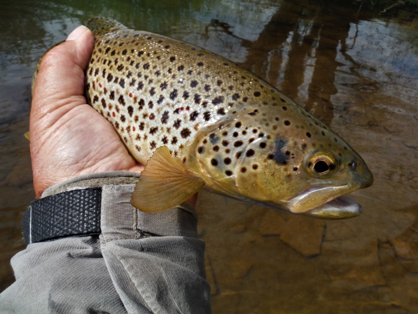May trout from the Monnow